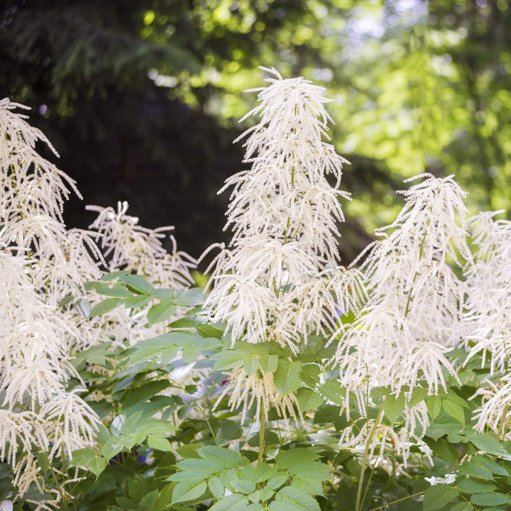 Aruncus Flower Seeds for Planting - 100 pcs