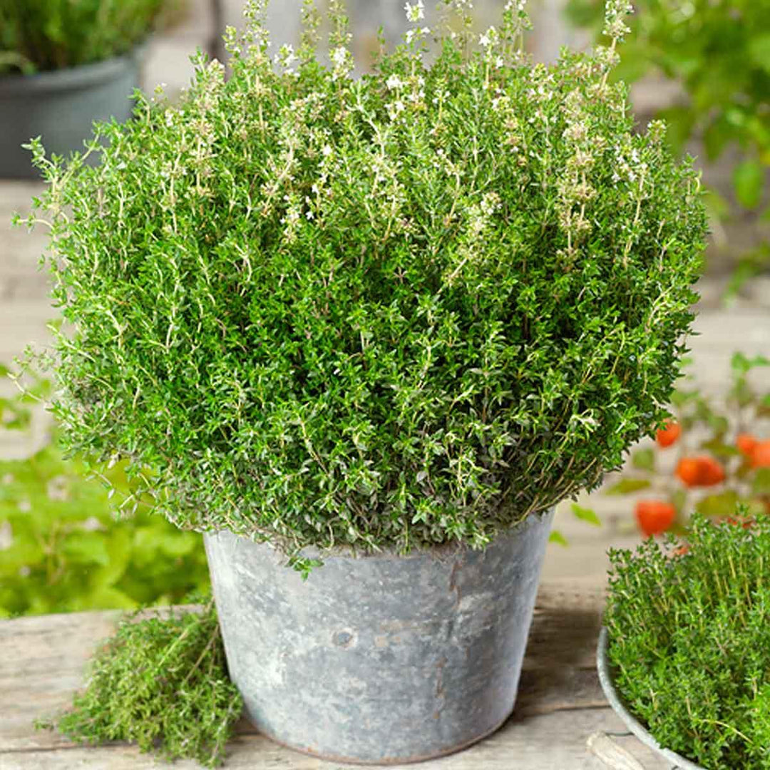 german winter flower seeds