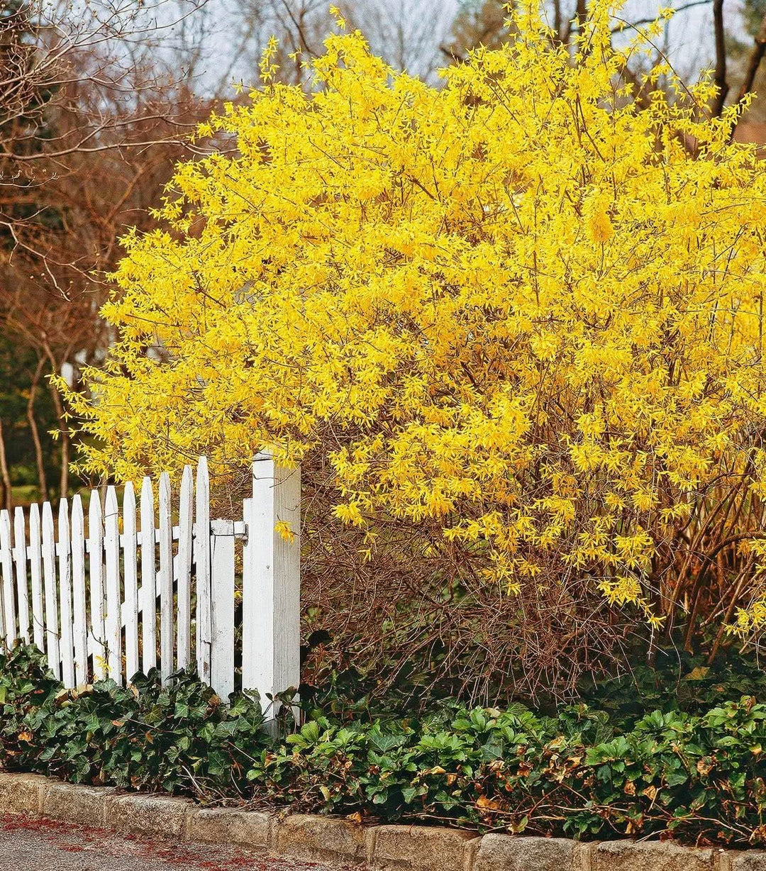heirloom forsythia flower seeds