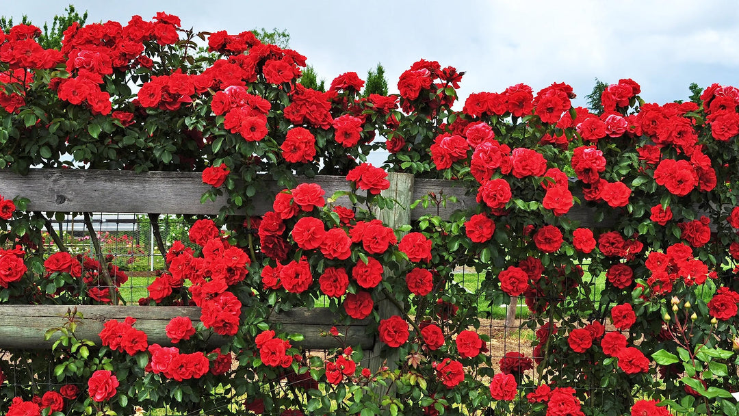 Rød Pink Klatrerose Blomsterfrø til udplantning - 100 stk