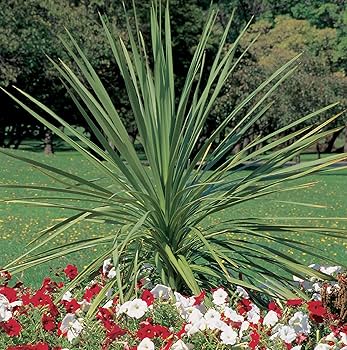 Dracaena Spikes Plant Seeds for Gardening, 100 pcs