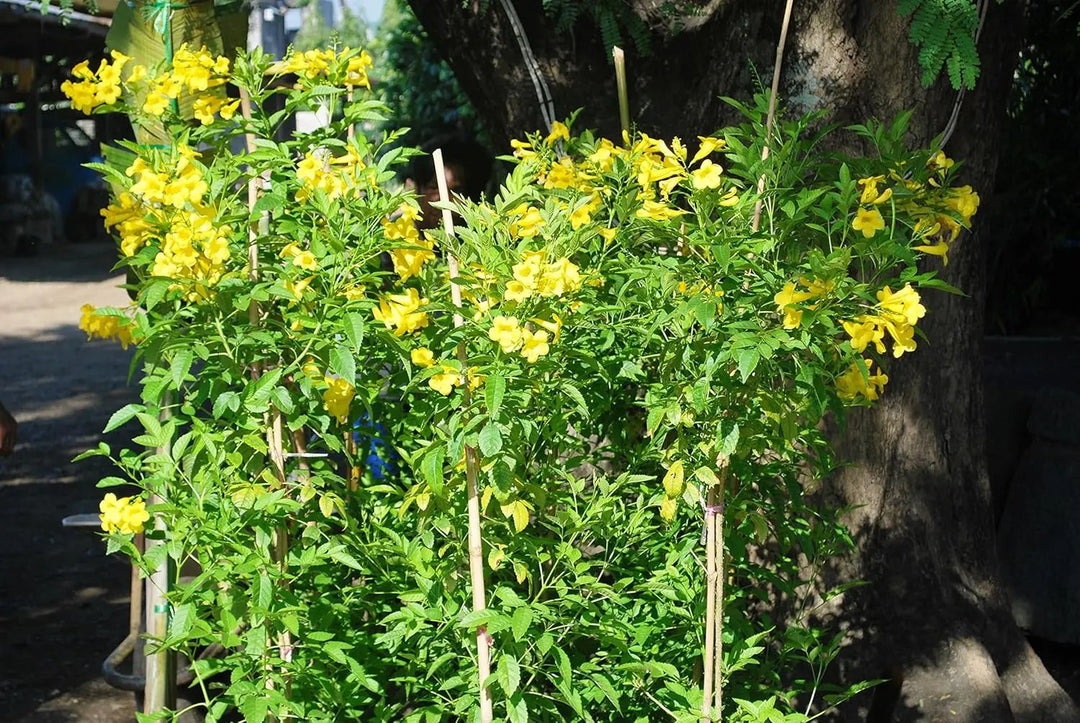 yellow flower flower seeds