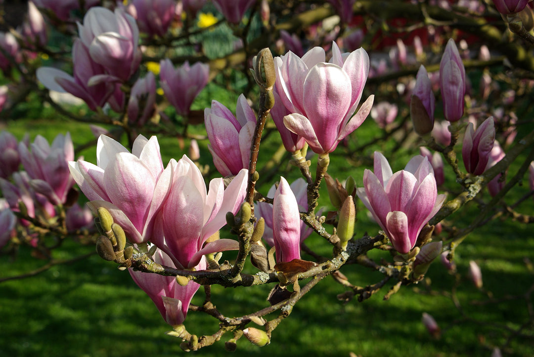 Lyserøde Yulan blomsterfrø til plantning - 100 stk