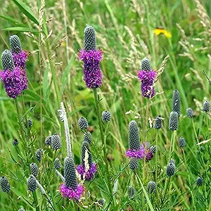 purple purple flower seeds