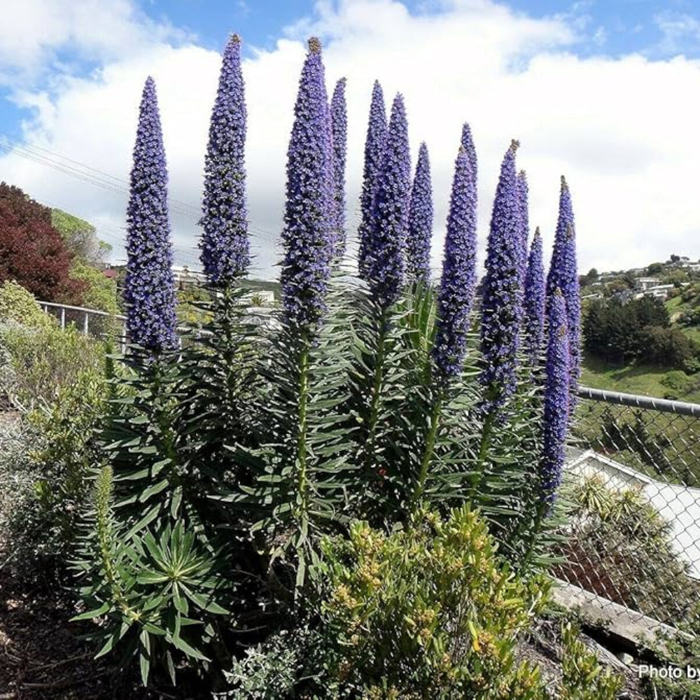 echium pininana flower seeds