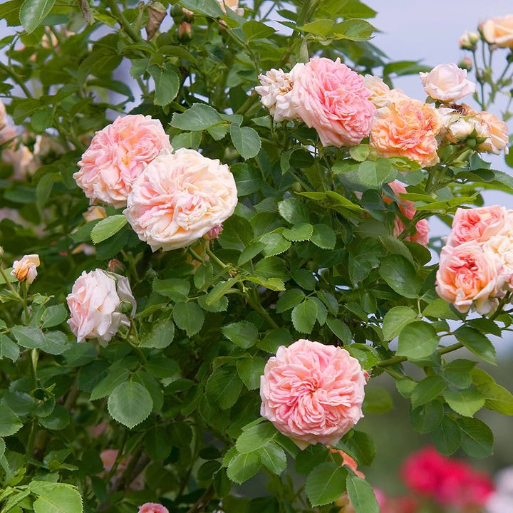 Lyserøde klatreroser Blomsterfrø til udplantning - 100 stk