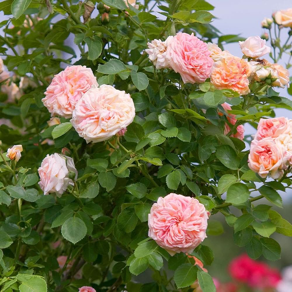 pink climbing flower seeds