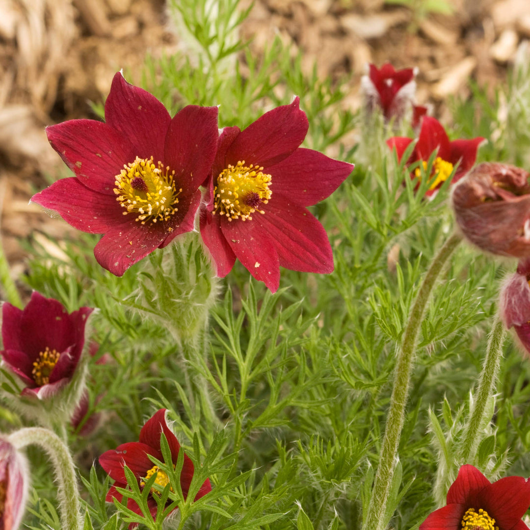 Heirloom Non-GMO Red Anemone Pulsatilla Flower Seeds for Planting – Bright Perennial Garden Seeds