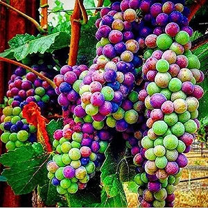 rainbow grape flower seeds