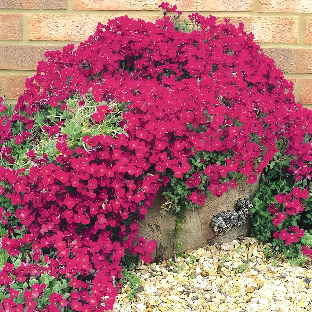 thyme thymus flower seeds
