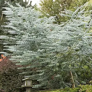 White Perennial Eucalyptus Silver Dollar Tree Seeds for Planting 100 pcs