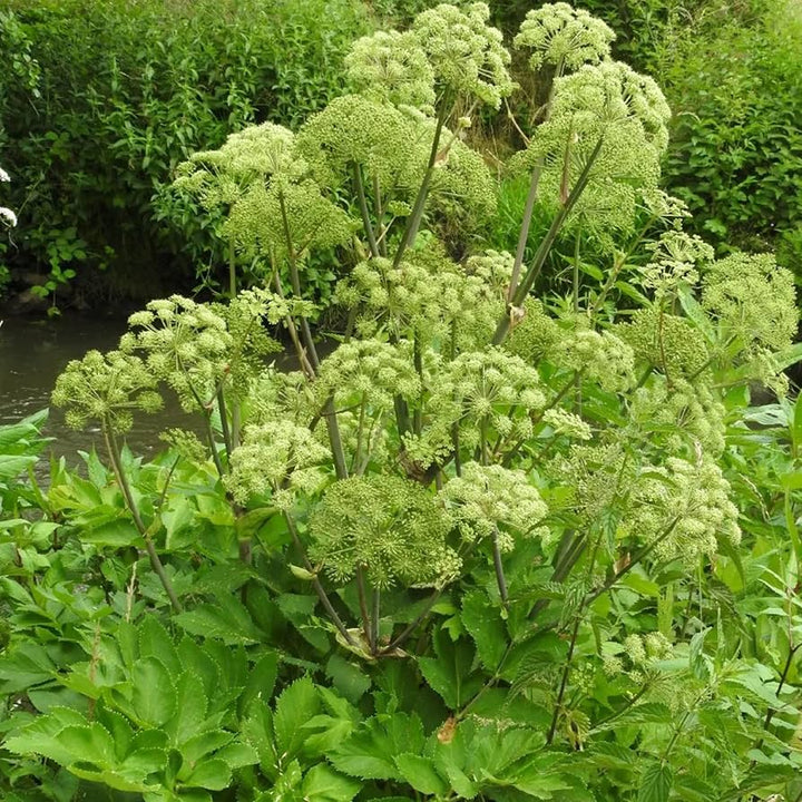 Angelica (Angelica archangelica) Seeds for Planting – Heirloom, Non-GMO Medicinal Herb Seeds for Aromatic & Healing Gardens
