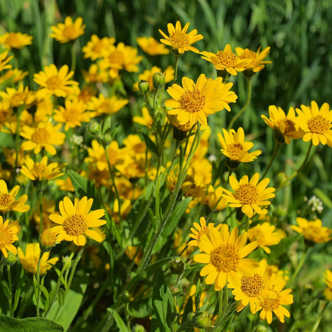 arnica montana flower seeds