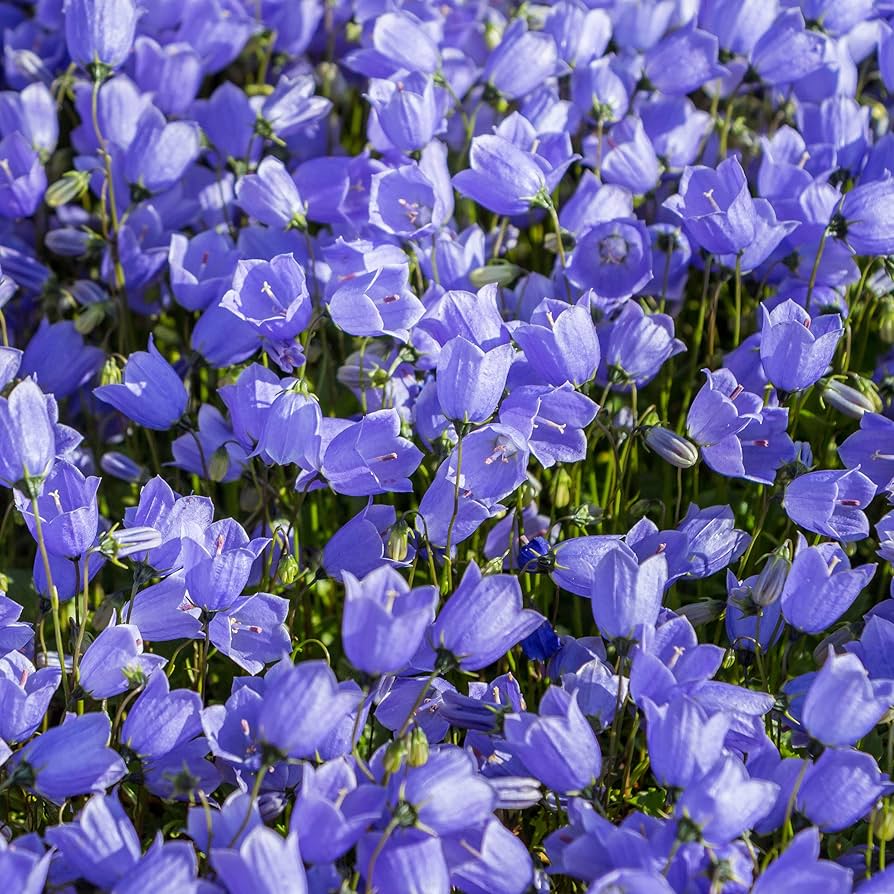 purple bellflower flower seeds
