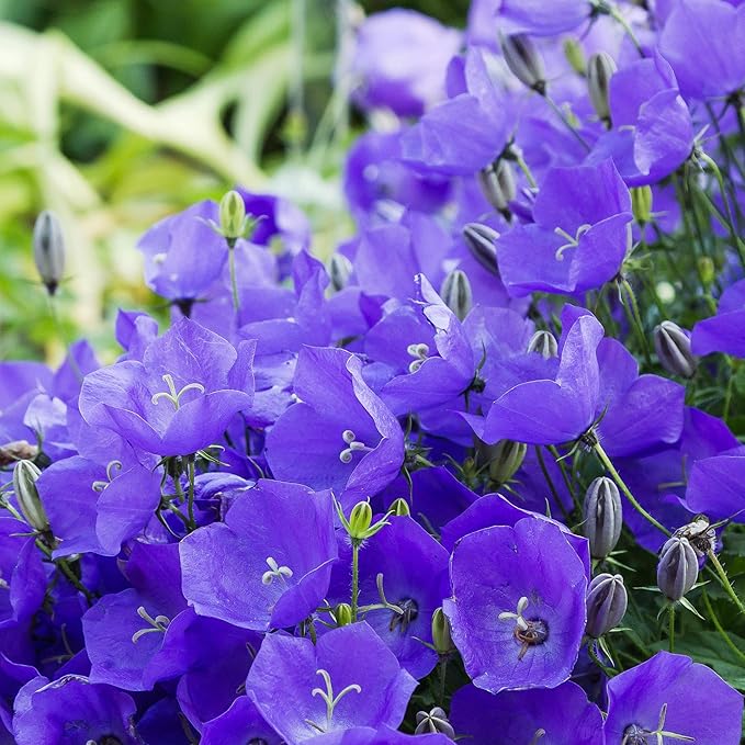 bellflower campanula flower seeds