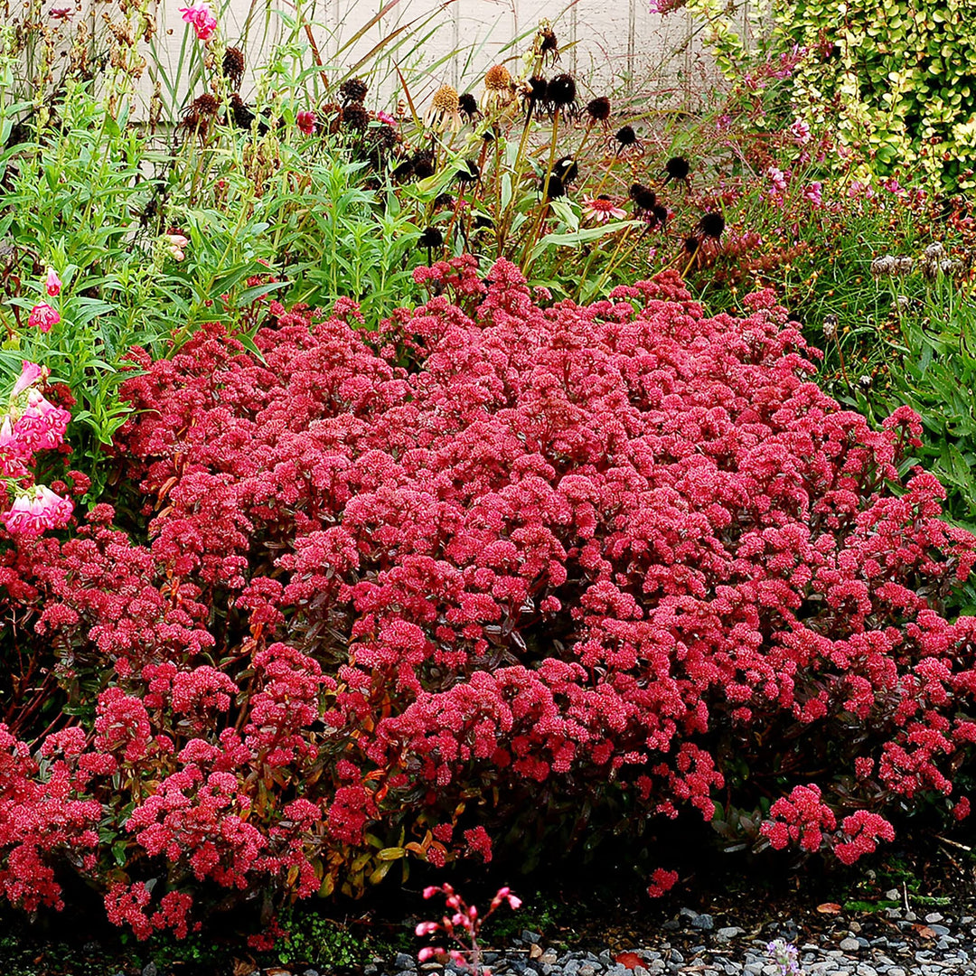 red moss flower seeds