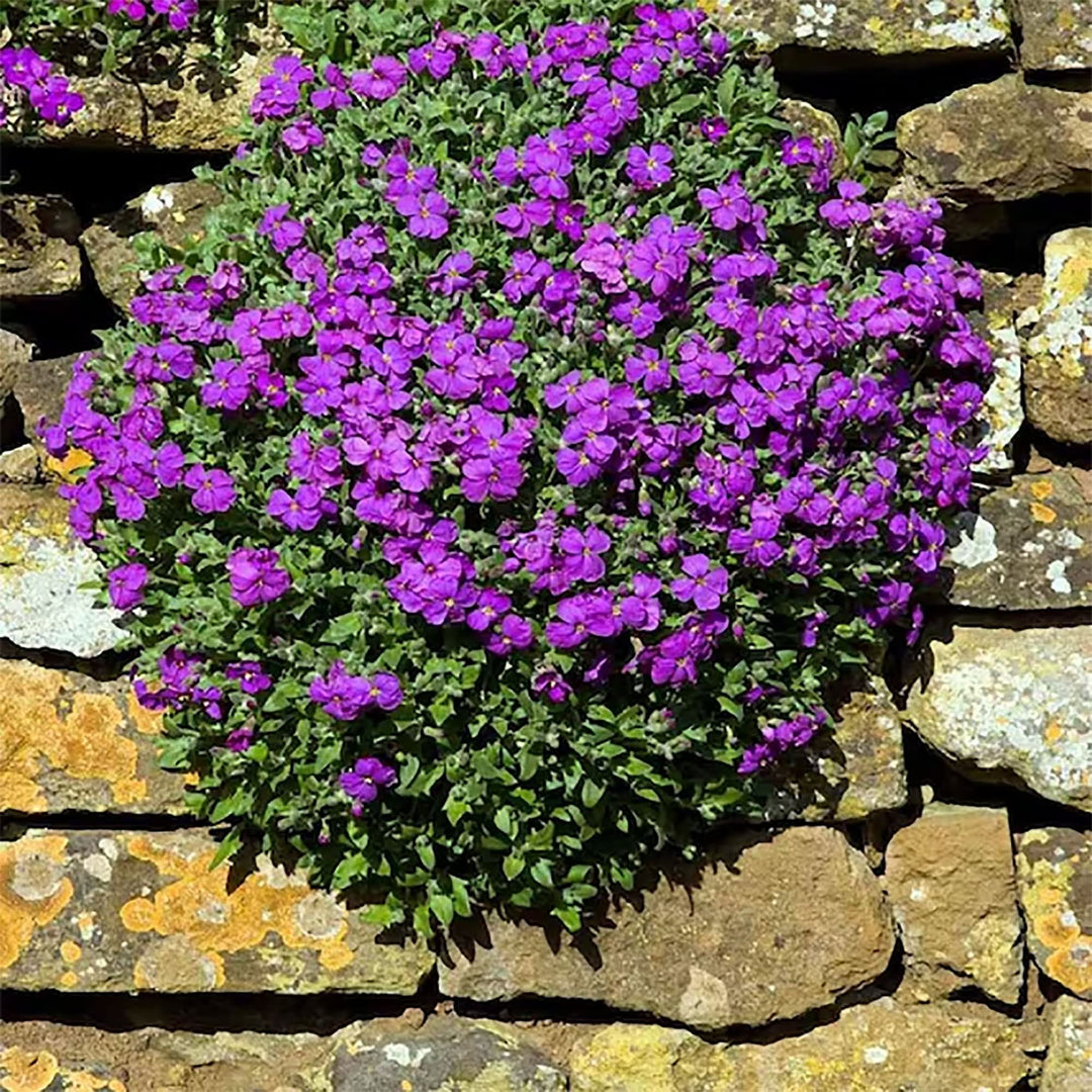 purple roccia flower seeds