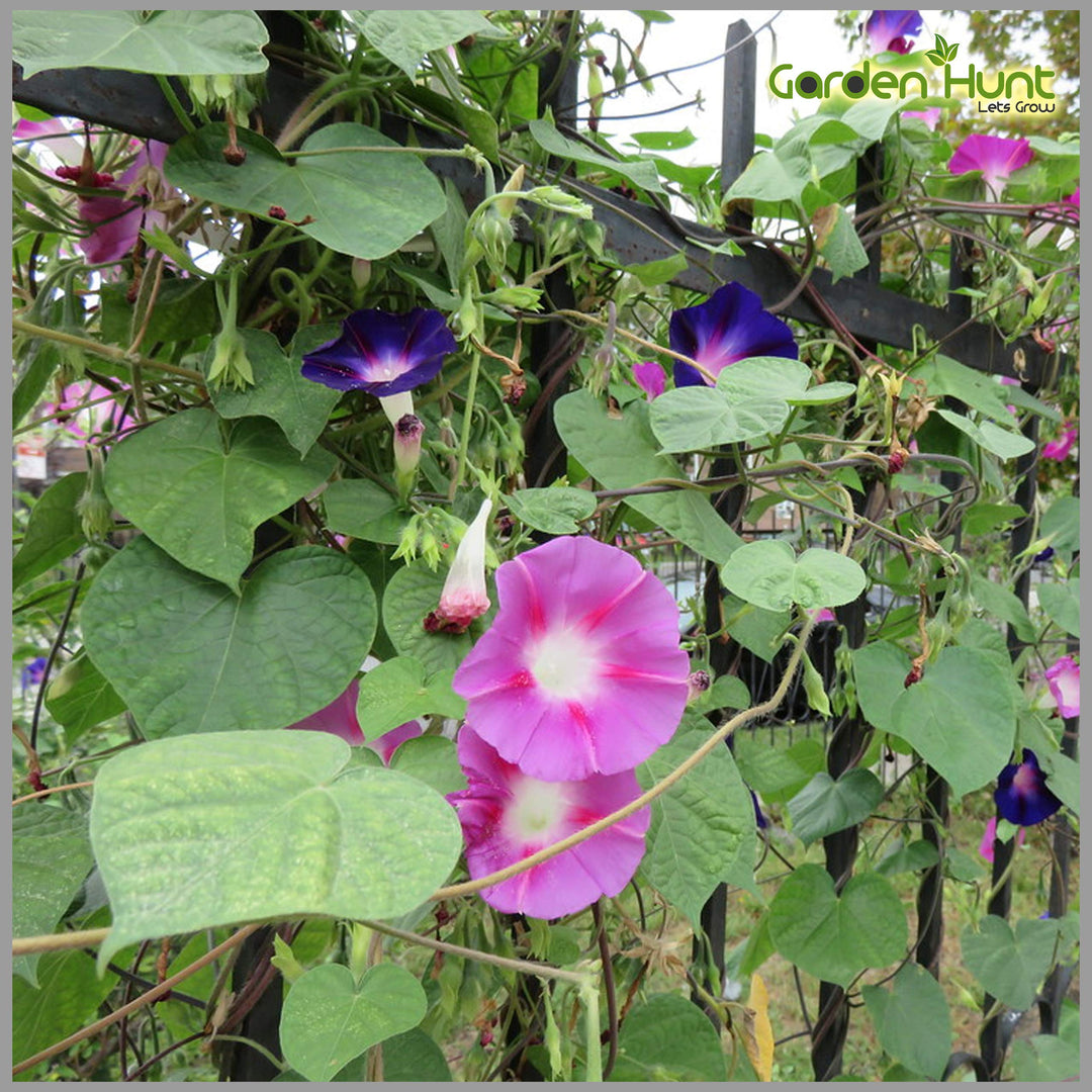 beach morning flower seeds