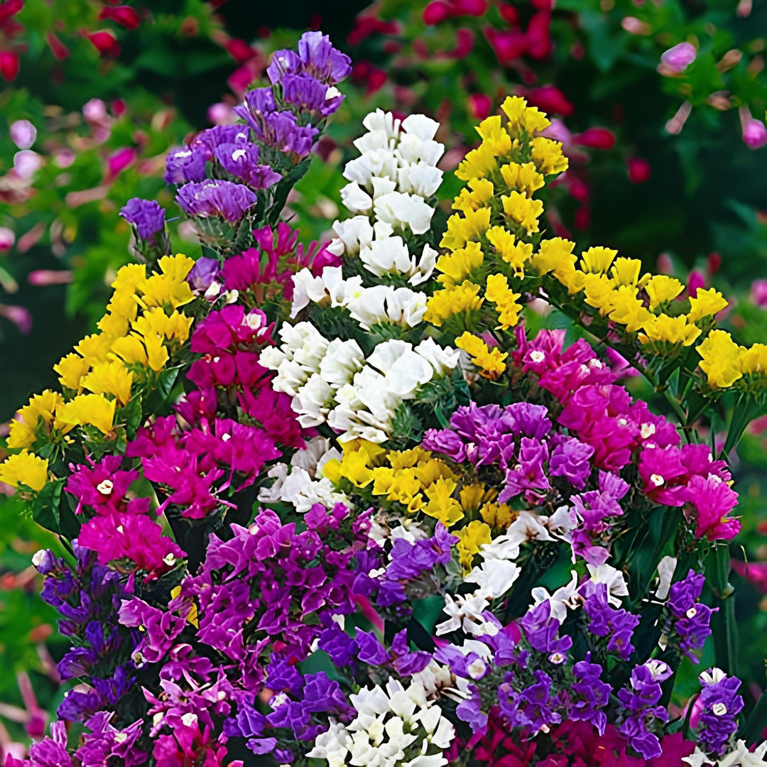 statice fortress flower seeds