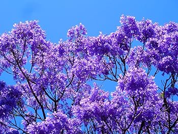 Purple Jacaranda Flower Seeds for Planting - 100 pcs