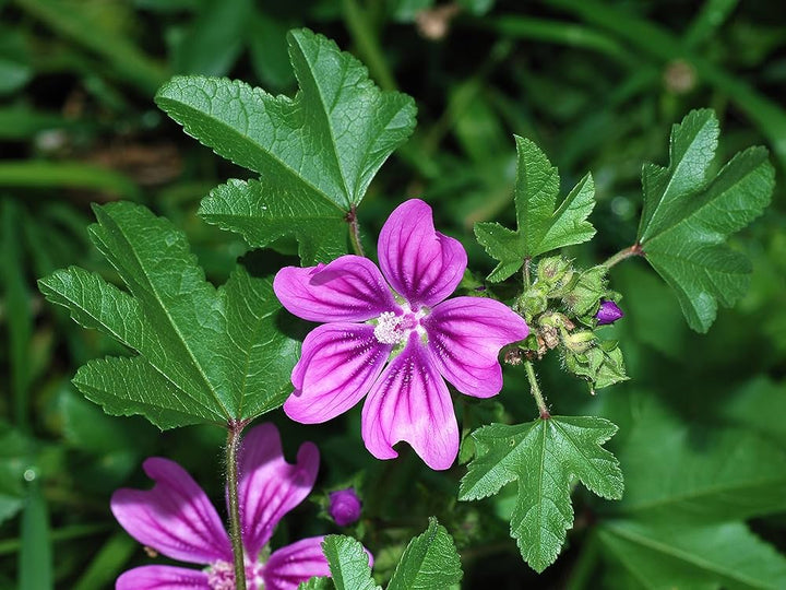 Mallow Blomsterfrø til udplantning - 100 stk