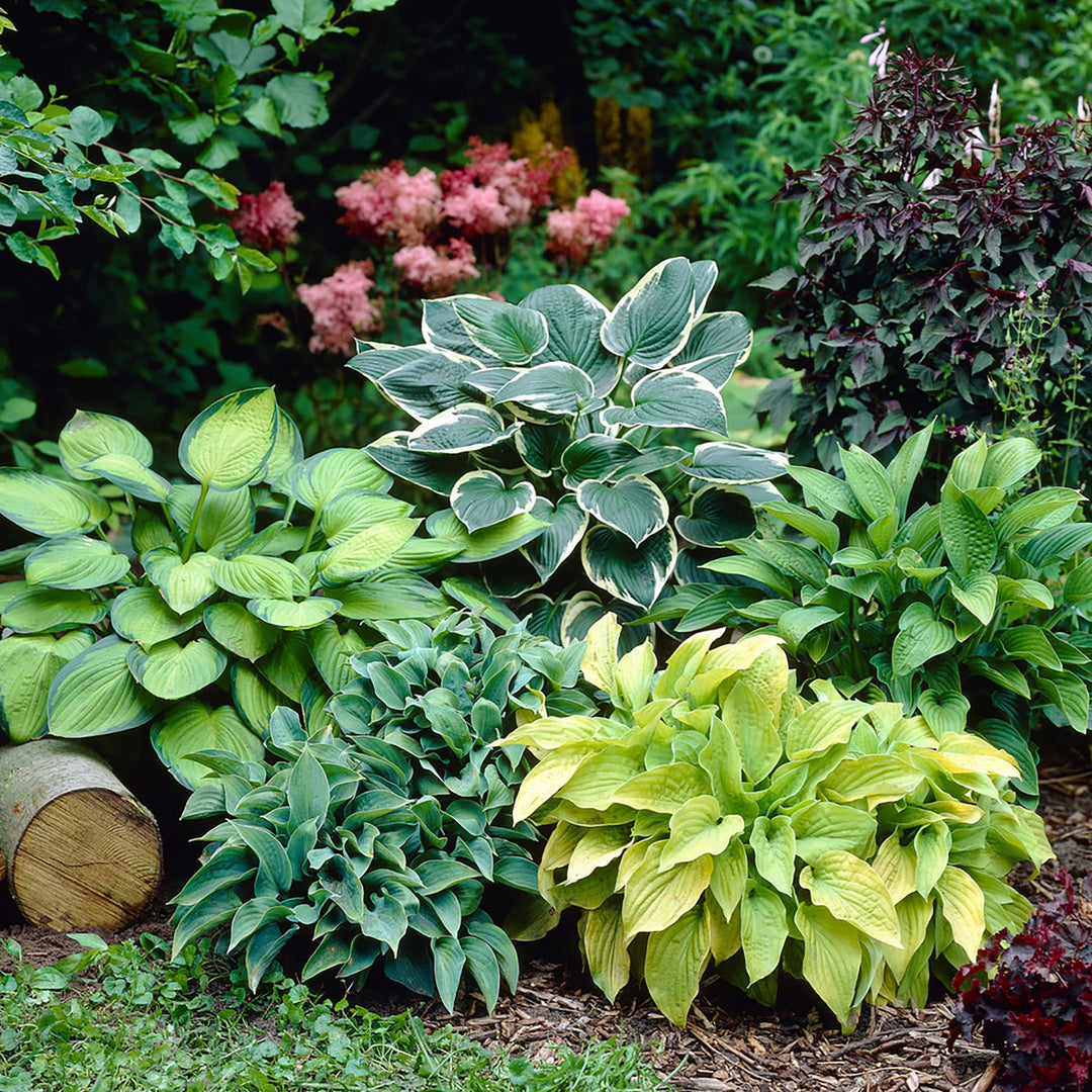 Hosta Coleus Plant Seeds for Planting - 100 pcs