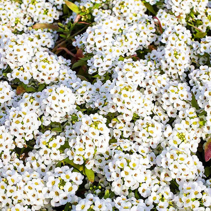 Heirloom Tiny Tim Alyssum Flower Seeds for Planting – Non-GMO | Fragrant Garden Blooms | High Germination