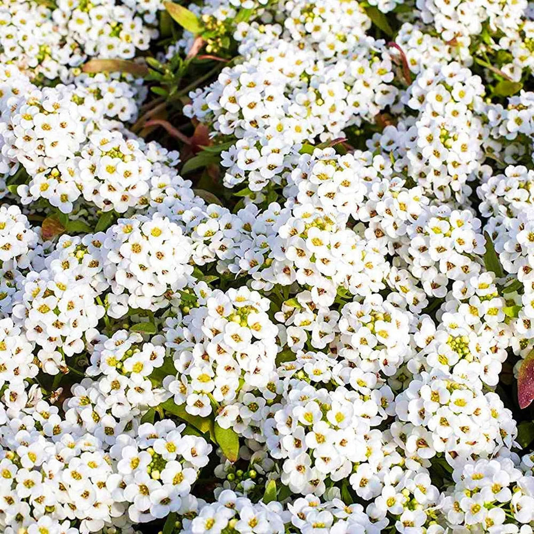 heirloom tiny flower seeds