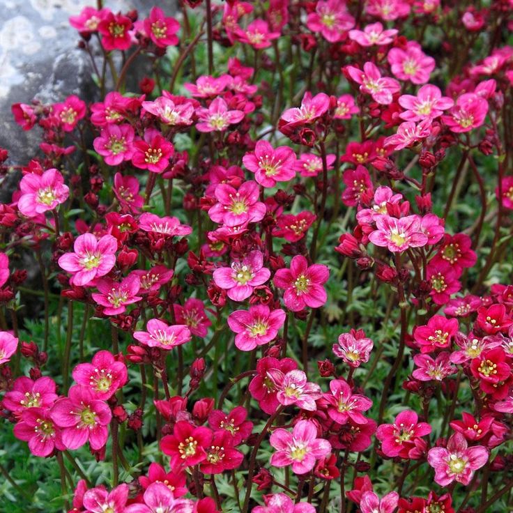 rose saxifraga flower seeds