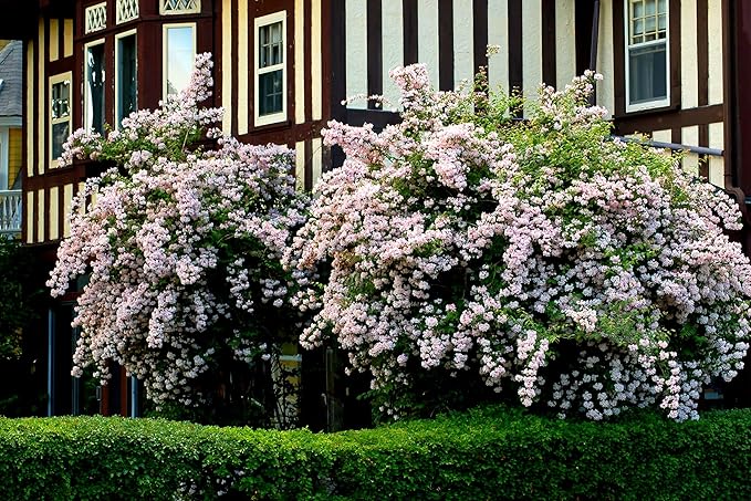 Pink Kolkwitzia blomsterfrø til udplantning, 100 stk