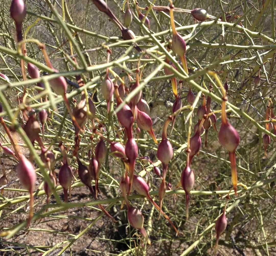 desert ironwood flower seeds