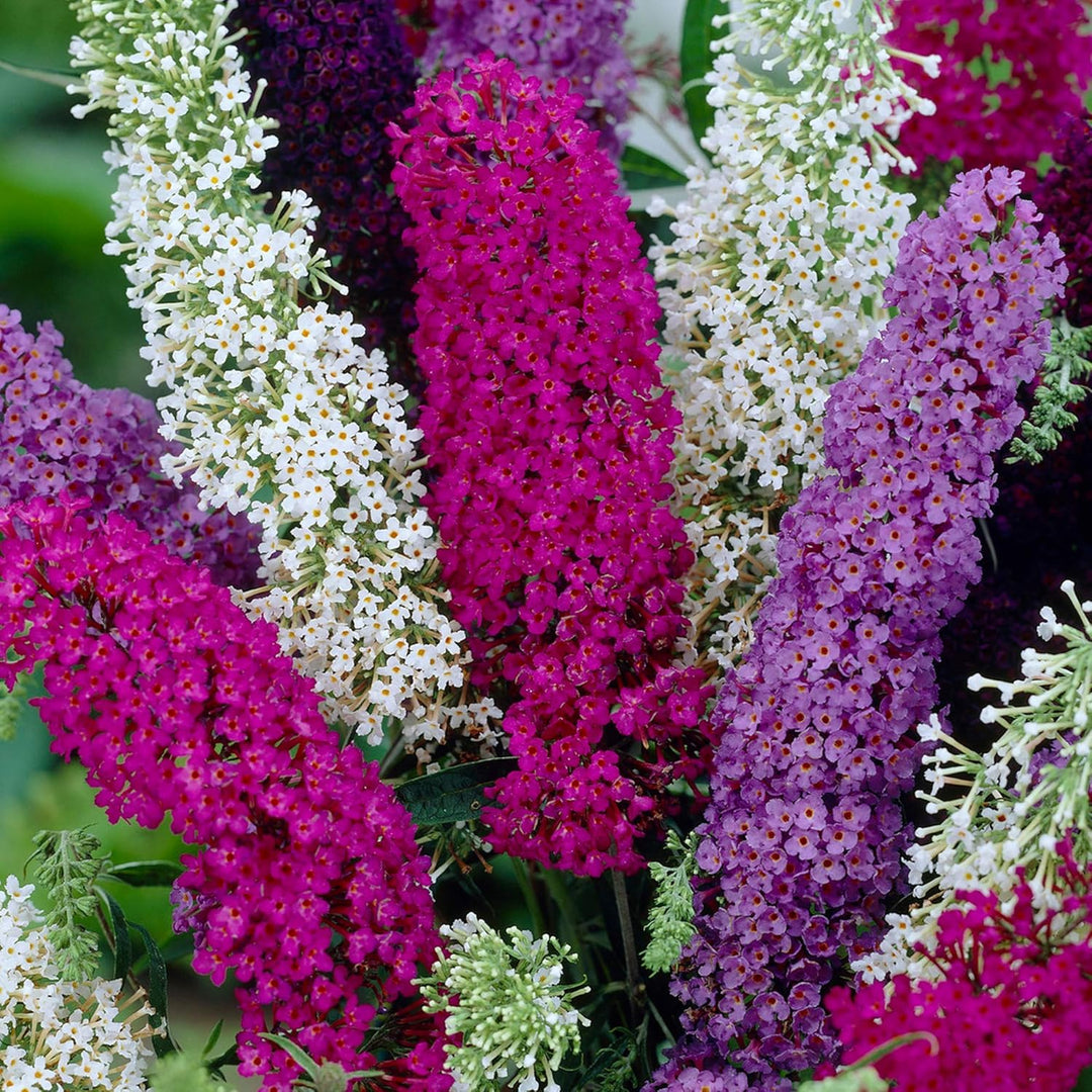 Flower Seeds, Seeds for Planting, Plant Seeds