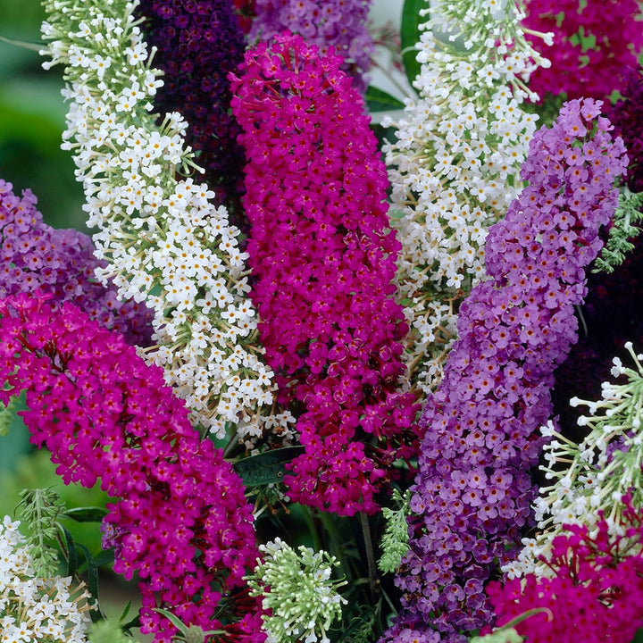 Flower Seeds, Seeds for Planting, Plant Seeds