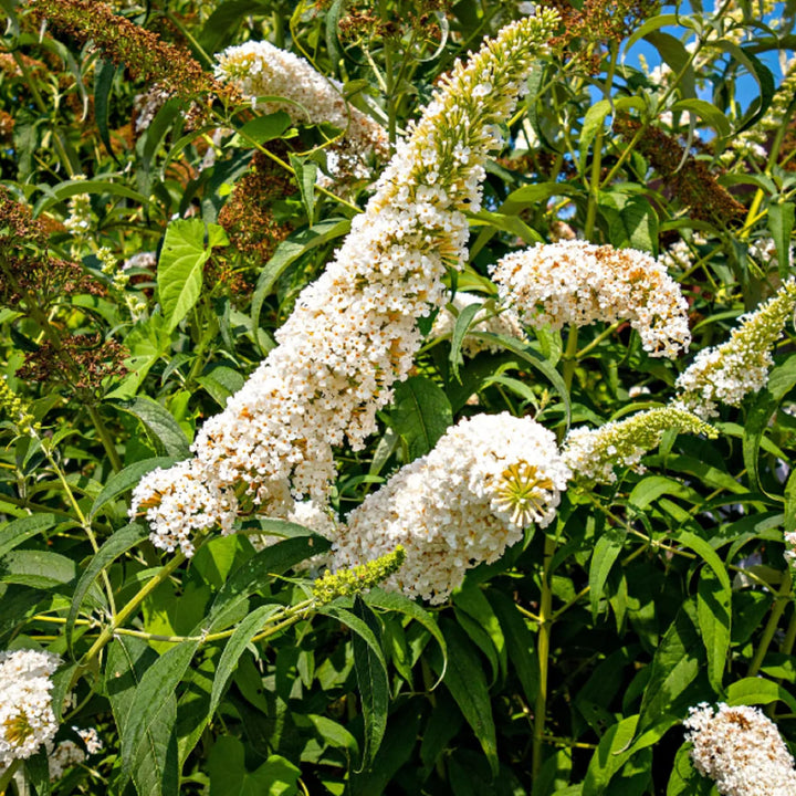 White Buddleja Flower Seeds for Planting - 100 pcs