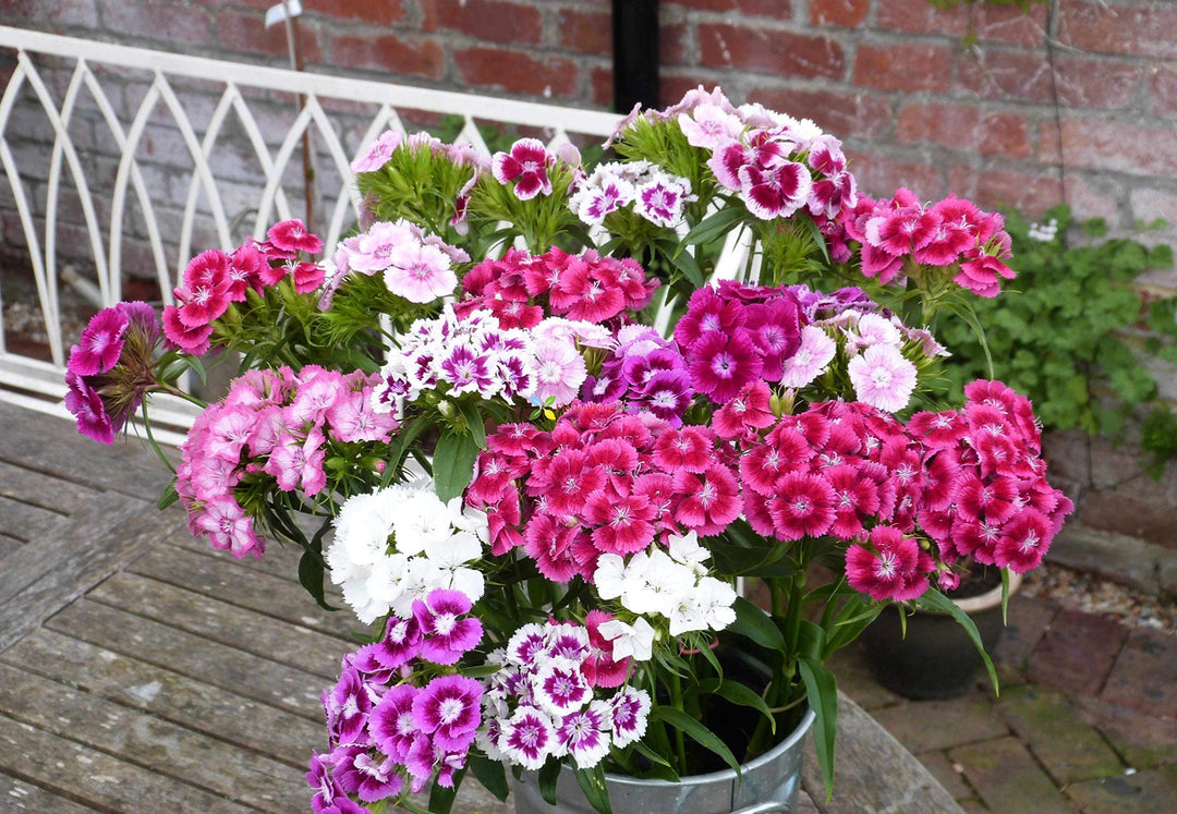 pink dianthus flower seeds