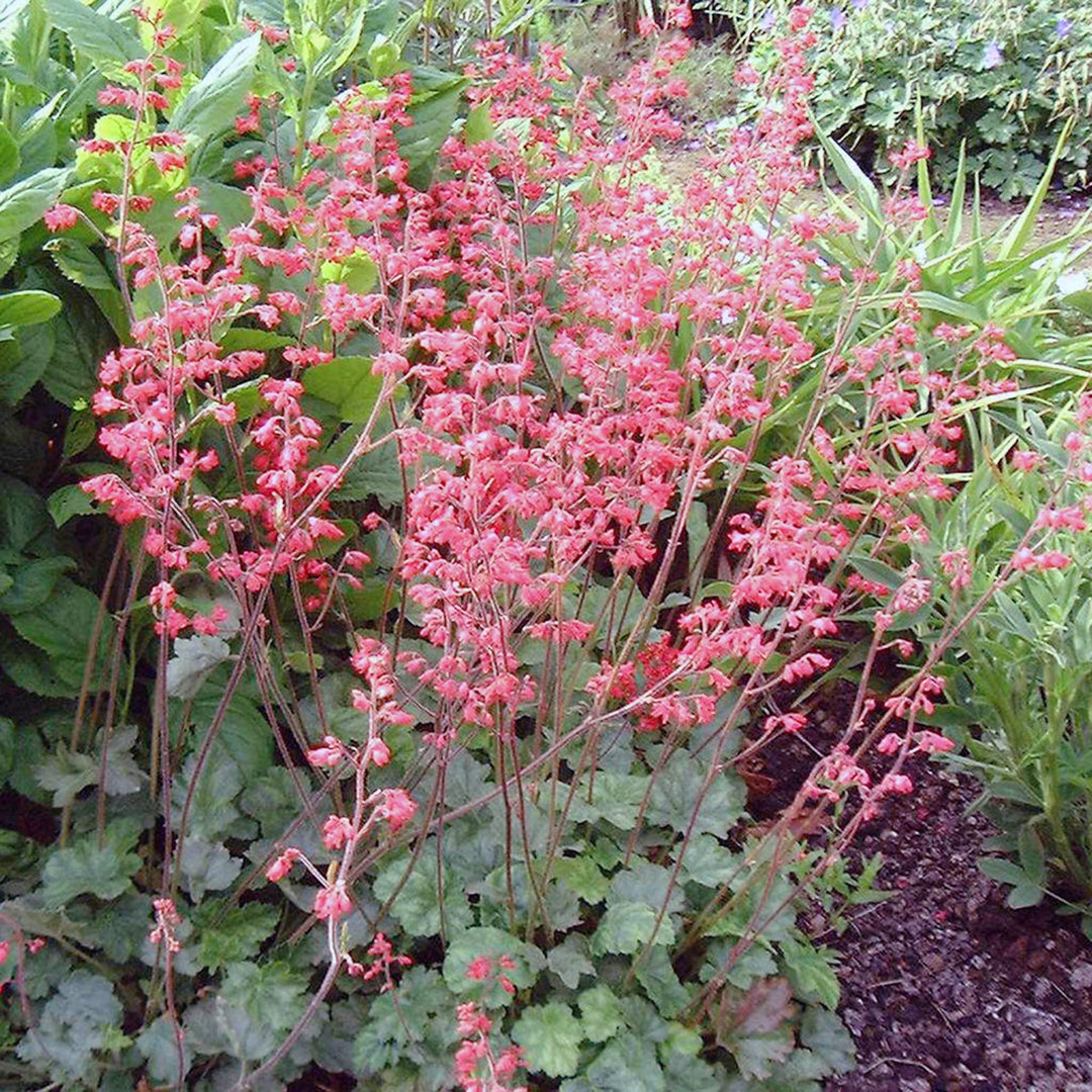 heuchera coral flower seeds