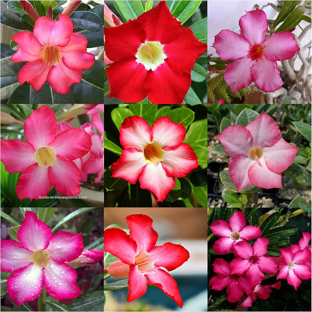 desert rose flower seeds