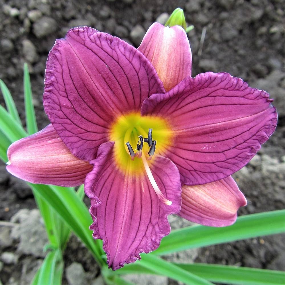 hybrid daylily flower seeds