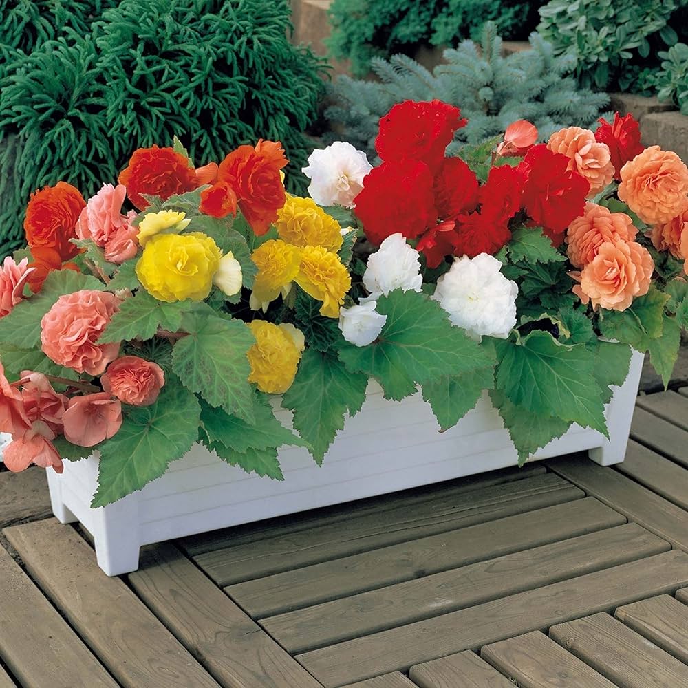 begonia mix flower seeds