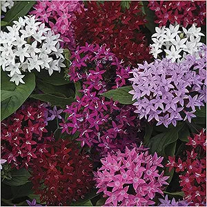 pentas flower flower seeds