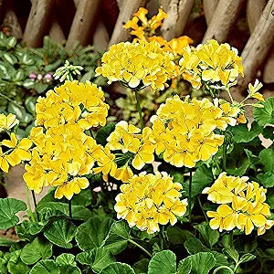 yellow rare flower seeds