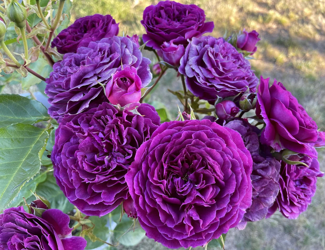 Ebb Tide Deep Purple Rose Flower Seeds for Planting 100 pcs