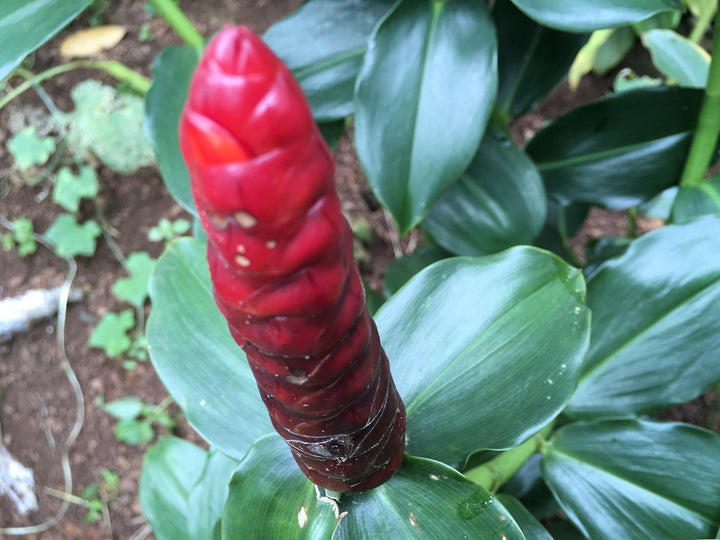 Red Button Ginger Plant Seeds for Planting 100 pcs