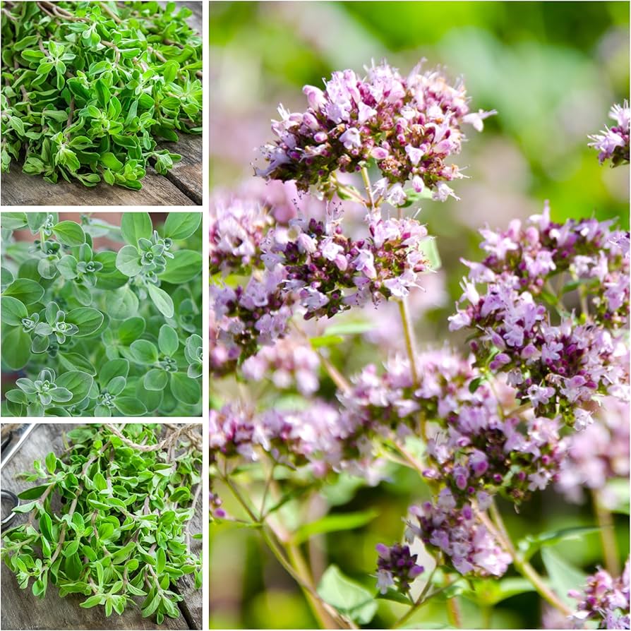 Sweet Marjoram Herb Seeds for Planting – Heirloom, Non-GMO Seeds for Culinary and Medicinal Herb Gardens