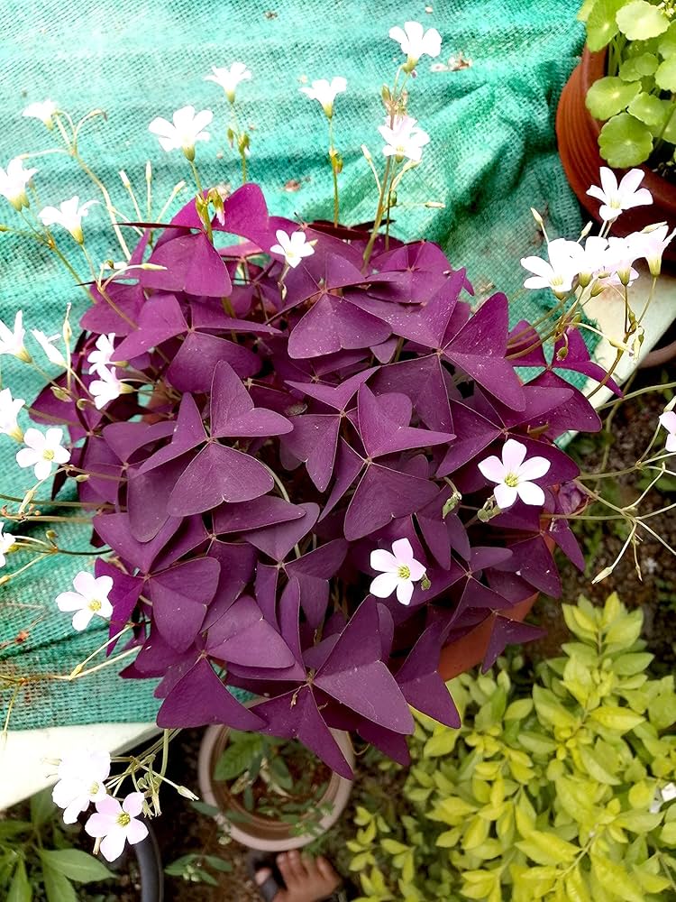 flower seeds price Oxalis Mixed Flower Seeds for Planting – Heirloom, Non-GMO, High Germi – Neeraseeds