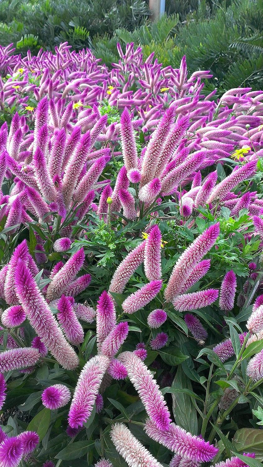 celosia spicata flower seeds