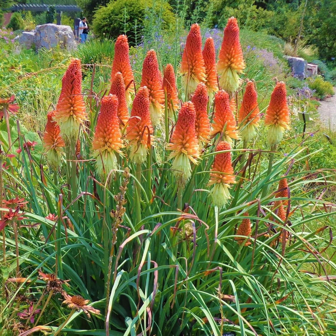 Heirloom Non-GMO Kniphofia Flower Seeds for Planting – Vibrant Torch-Lily Blooming Seeds | High Germination