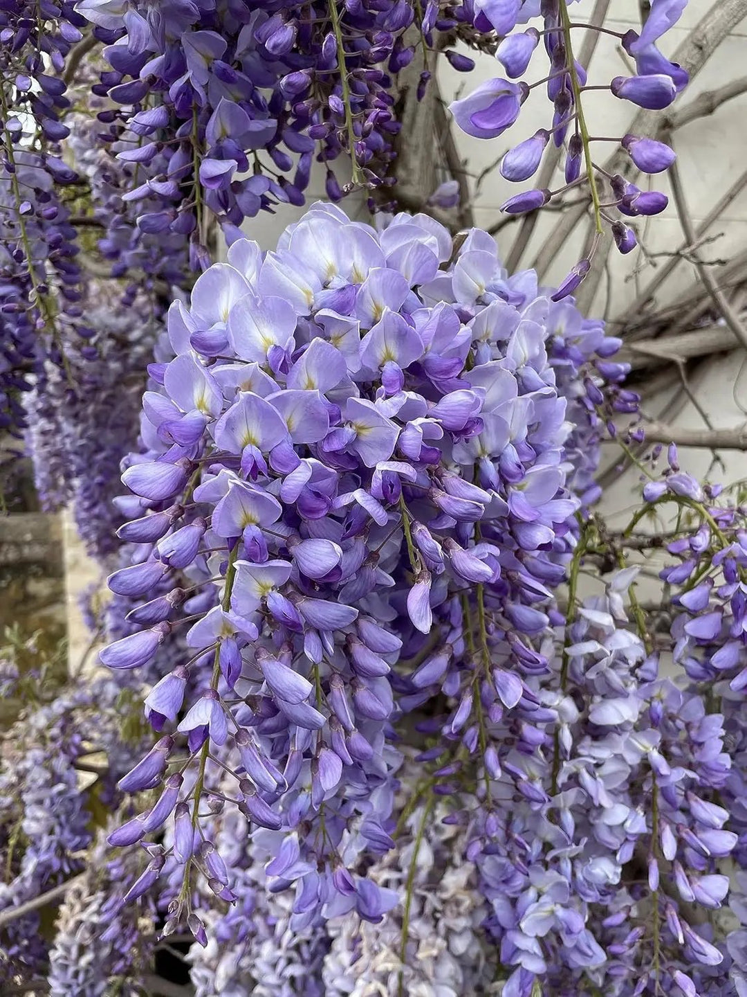 wisteria vine flower seeds