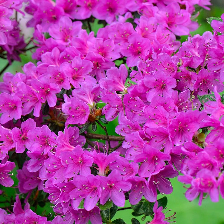 Azalea blomsterfrø til plantning, lilla, 100 stk