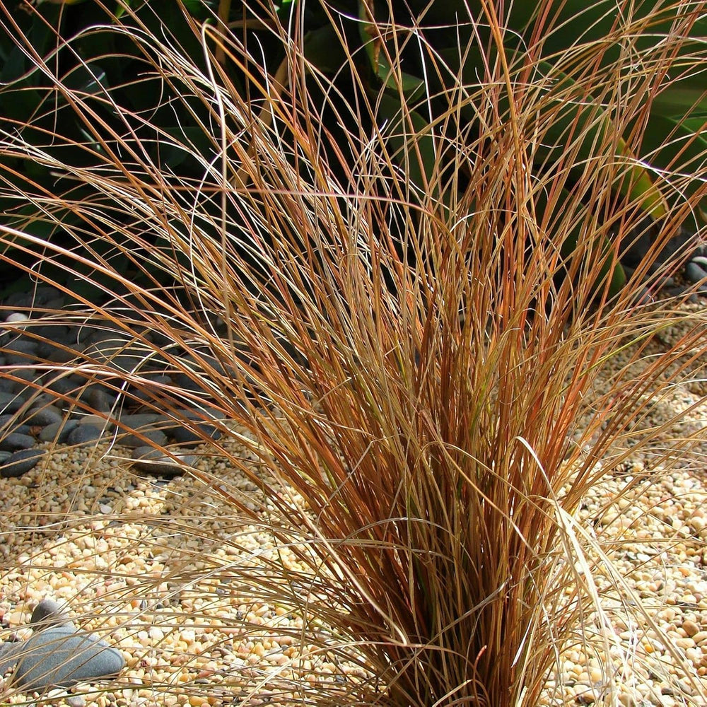 Flower Seeds, Seeds for Planting, Plant Seeds